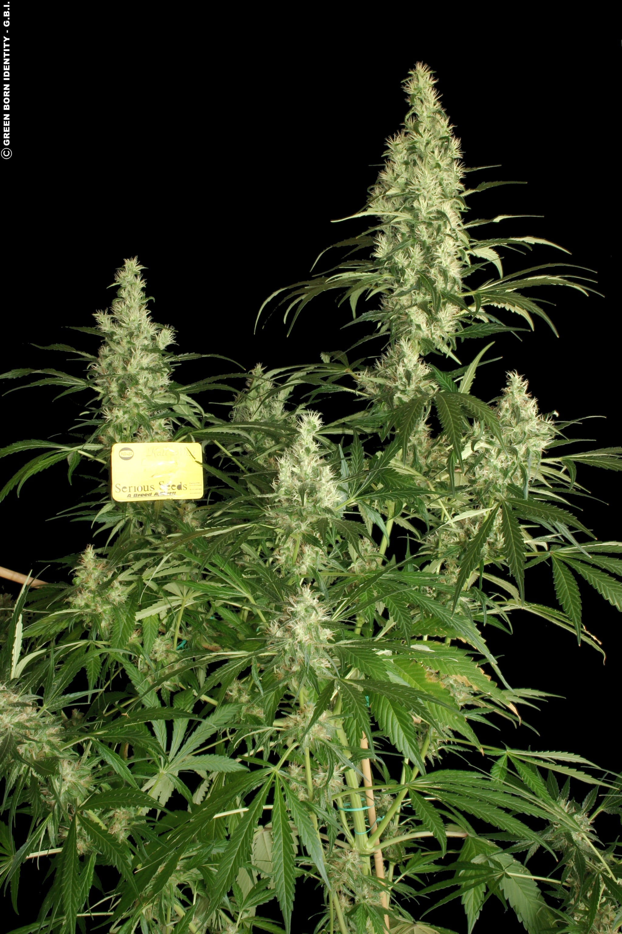 Serious Seeds Kali Mist Reg 11 Stk Sensimilladk