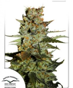 Dutch Passion - Auto Blueberry 3 stk.