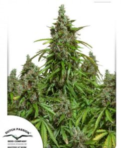 Dutch Passion - Auto Mazar 3 stk.