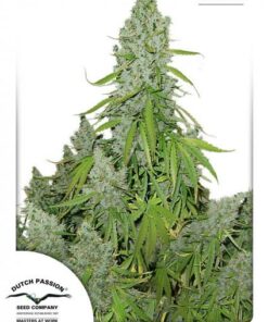 Dutch Passion - Auto Ultimate 3 stk.