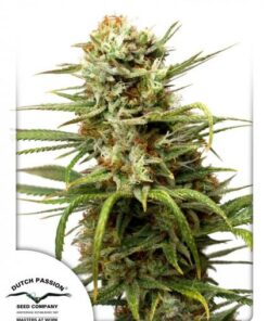 Dutch Passion - Auto White Widow 3 stk.