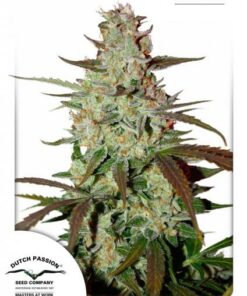 Dutch Passion - Blue AutoMazar 3 stk.