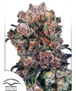 Dutch Passion - Blueberry 3 stk.