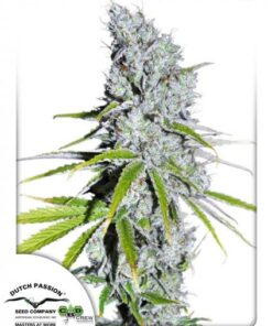 Dutch Passion - CBD Skunk Haze 3 stk.