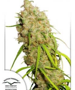 Dutch Passion - Desfrán 3 stk.