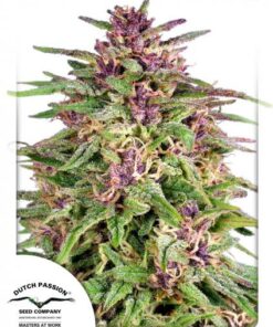 Dutch Passion - Frisian Dew 3 stk.