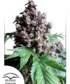 Dutch Passion - Frisian Duck 3 stk.