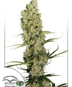 Dutch Passion - Jorge´s Diamonds#1 - 3 stk.