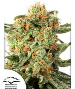 Dutch Passion - Orange Hill Special 3 stk.