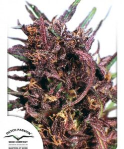 Dutch Passion - Purple#1 - 3 stk.