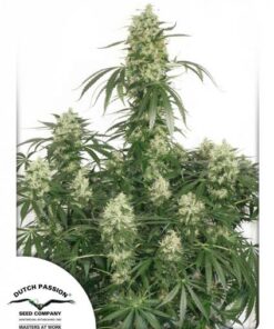 Dutch Passion - The Ultimate 3 stk.