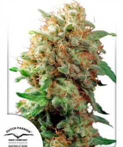 Dutch Passion - Mazar 3 stk.