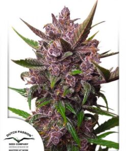 Dutch Passion - Auto Blackberry Kush 3 stk.