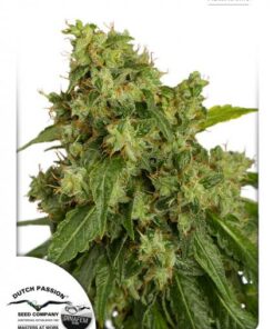 Dutch Passion - Auto Xtreme 3 stk.