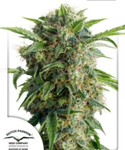 Dutch Passion - Auto Daiquiri Lime 3 stk.