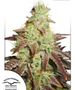 Dutch Passion - Auto Night Queen 3 stk.