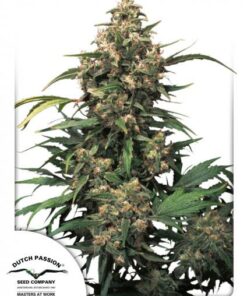 Dutch Passion - Strawberry Cough 3 stk.