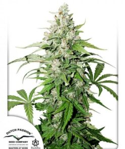 Dutch Passion - Auto Cinderella Jack 3 stk.