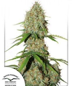 Dutch Passion - Auto Brooklyn Sunrise - 7 stk.