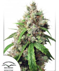 Dutch Passion - Auto Euforia - 3 stk.