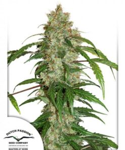 Dutch Passion - Auto White Widow CBD  3 stk.