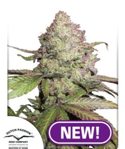 Dutch Passion - Auto Charlotte's Angel CBD 3 stk.