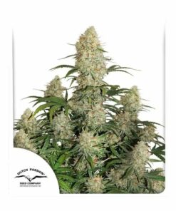 Dutch Passion - Auto Critical Orange Punch 3 stk.