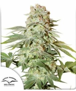 Dutch Passion - Auto Power Plant 3 stk.