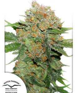 Dutch Passion - Night Queen 3 stk.