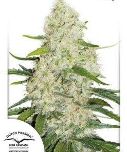 Dutch Passion - Auto Think Big 3 stk.