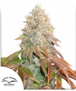 Dutch Passion - Auto Banana Blaze 3 stk.