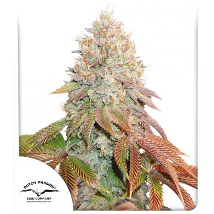 Dutch Passion - Auto Banana Blaze 7 stk.