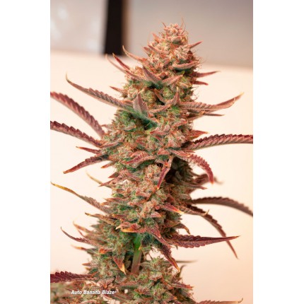 Dutch Passion - Auto Banana Blaze 7 stk. - Billede 2