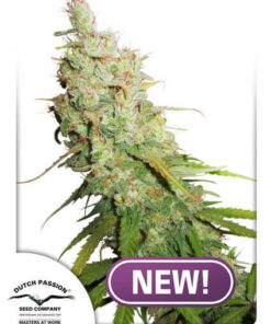 Dutch Passion - Auto Desfran 3 stk.