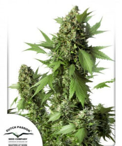 Dutch Passion - Auto Duck 3 stk.