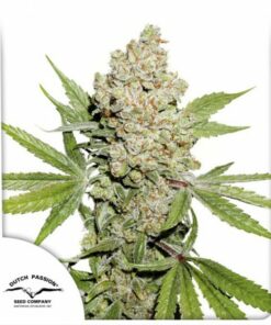 Dutch Passion - Auto lemon Zkittlez (Kix) 3 stk.