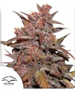 Dutch Passion - Auto Blackberry Kush CBD 3 stk.3