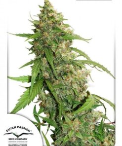 Dutch Passion - Auto Compassion Lime CBD 3 stk.