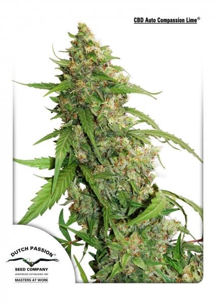 Dutch Passion - Auto Compassion Lime CBD 3 stk.