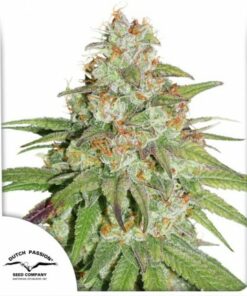 Dutch Passion - Glueberry OG 3 stk.