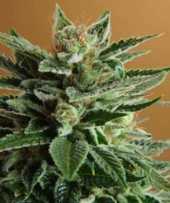 Nirvana - Snow White 5 stk.