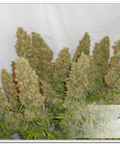 Dutch Passion - Auto Think Different 3 stk.