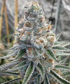 Sensimilla Frø - Dos-Si-Dos Auto 50 stk.