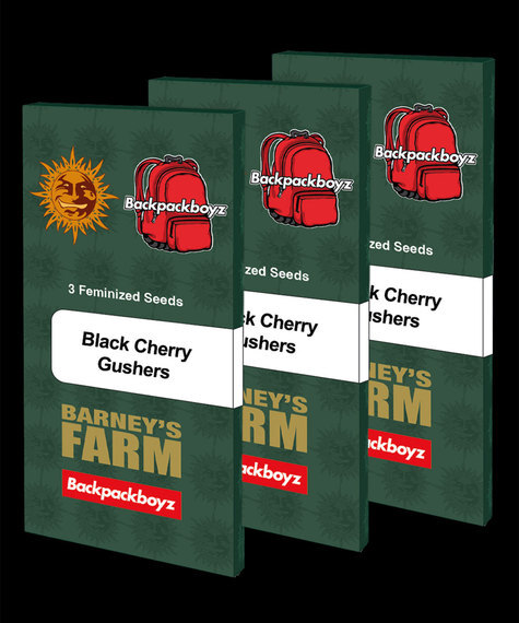 Barneys Farm - Black Cherry Gushers 5 stk. - Billede 3
