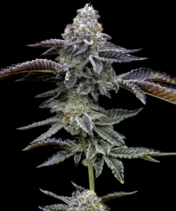 Barneys Farm - Blue Dream 5 stk.
