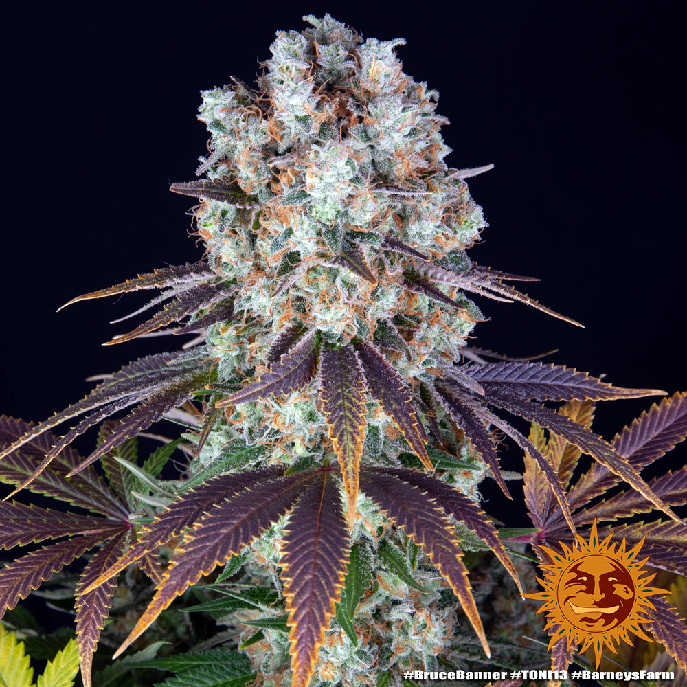 Barneys Farm - Bruce Banner 5 stk. - Billede 2