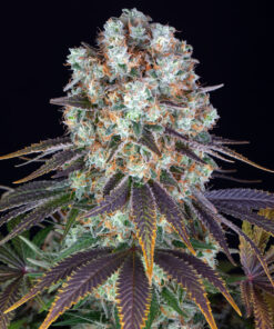 Barneys Farm - Bruce Banner 5 stk.