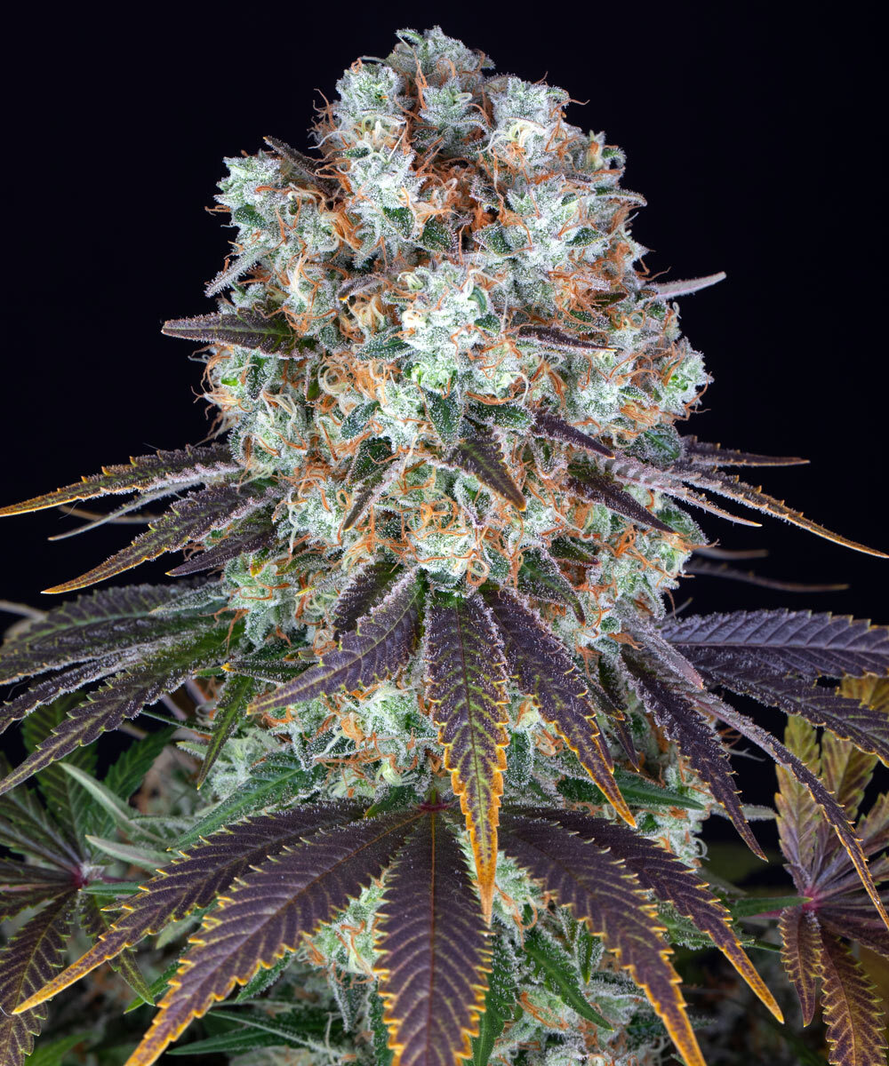Barneys Farm - Bruce Banner 5 stk.