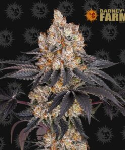 Barneys Farm - Bubblegum Gelato 5 stk.