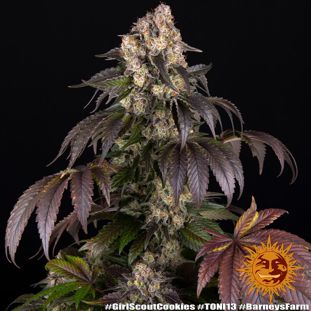 Barneys Farm - Girl Scout Cookies 5 stk. - Billede 2